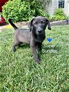 adoptable Dog in , DE named Super Sunday