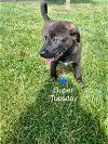 adoptable Dog in , DE named Super Tuesday