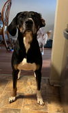 adoptable Dog in , DE named Hunter (Rehoming Fee $50)