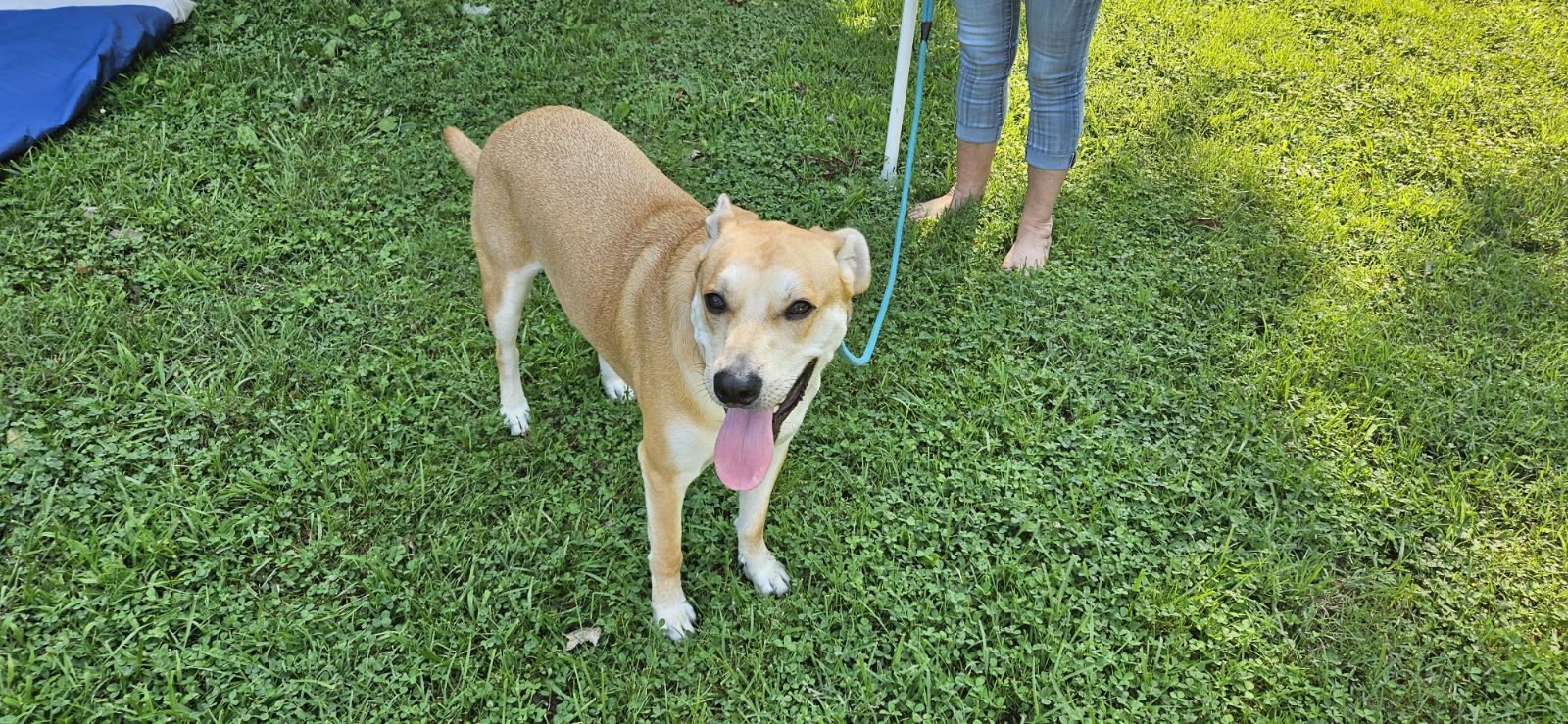 adoptable Dog in Newark, DE named Henry (Rehoming Fee $50)