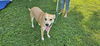 adoptable Dog in , DE named Henry (Rehoming Fee $50)