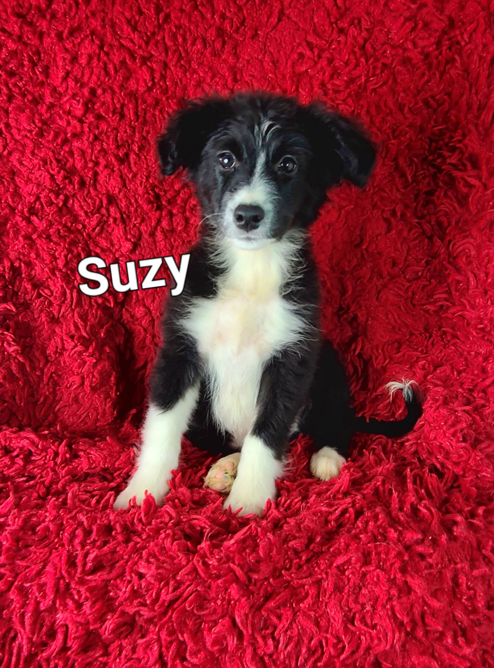 adoptable Dog in Newark, DE named Suzy