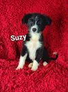 adoptable Dog in  named Suzy