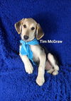 adoptable Dog in  named Tim McGraw (Fee $200)