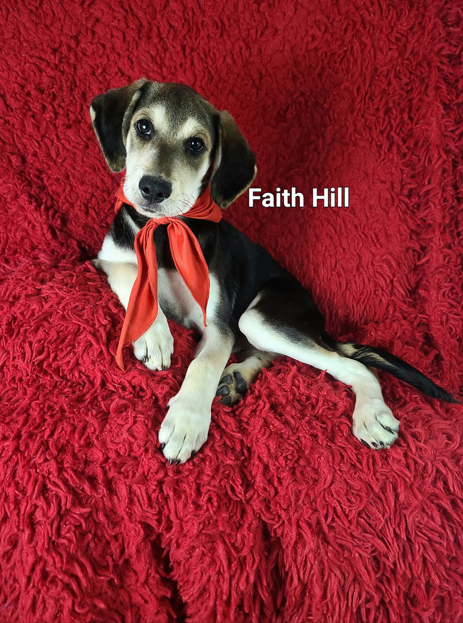 adoptable Dog in Newark, DE named Faith Hill