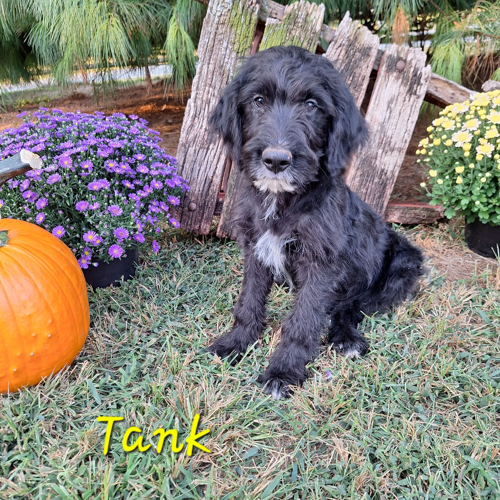 adoptable Dog in Elkton, MD named Tank