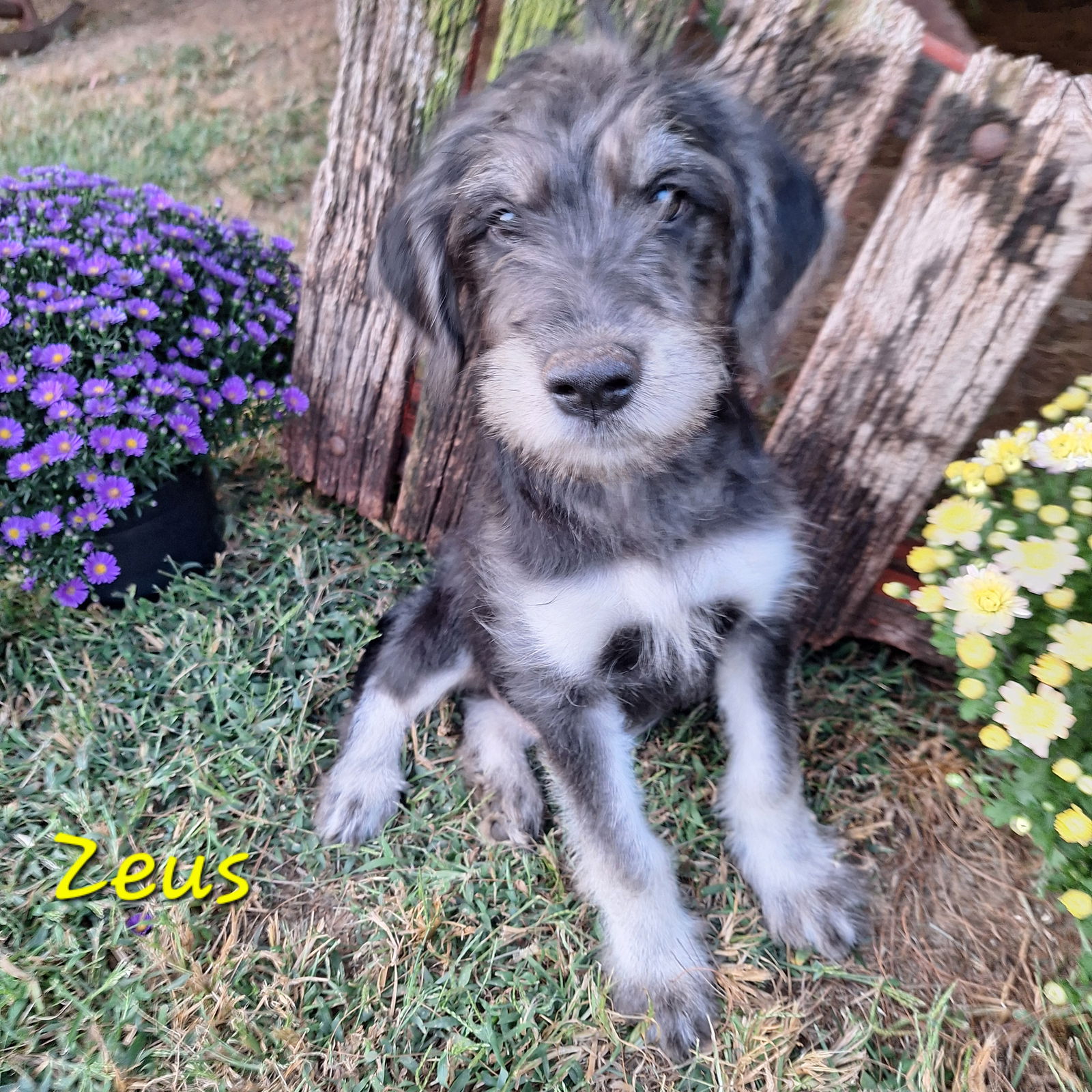 adoptable Dog in Elkton, MD named Zeus