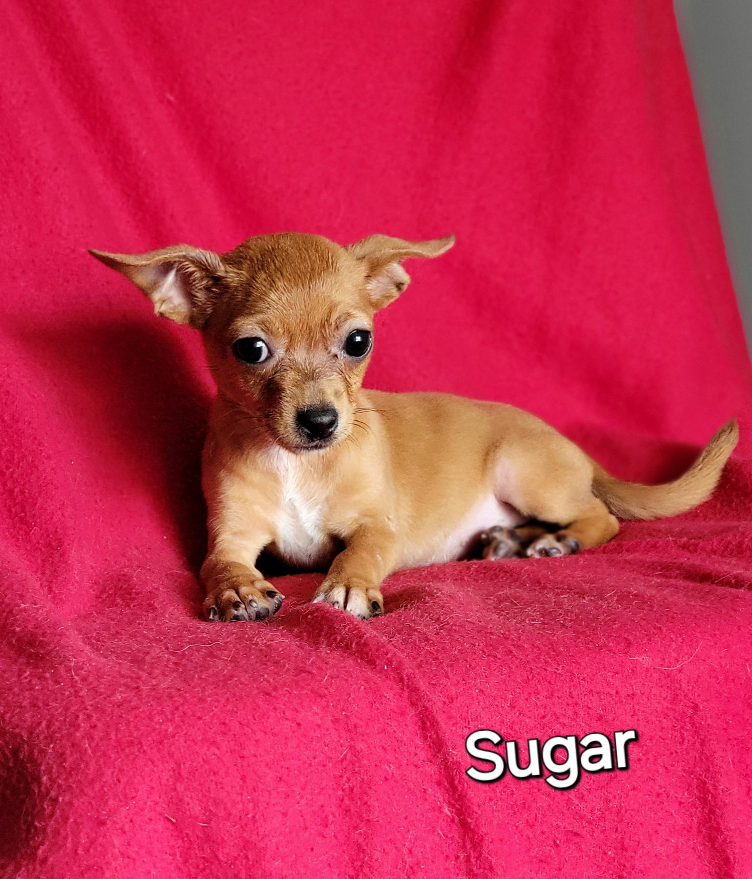 adoptable Dog in Newark, DE named Sugar(4lbs)