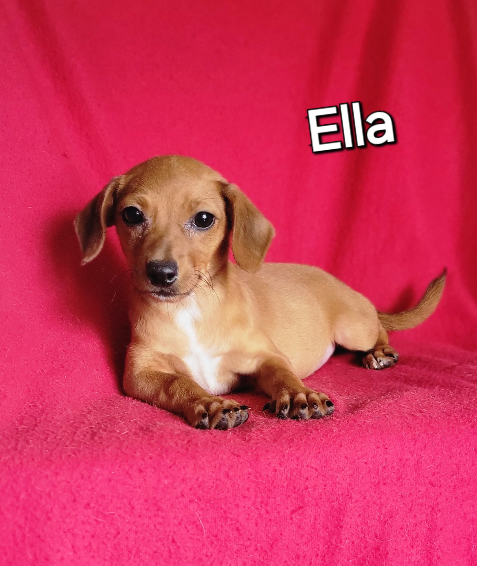 adoptable Dog in Newark, DE named Ella(5lbs)