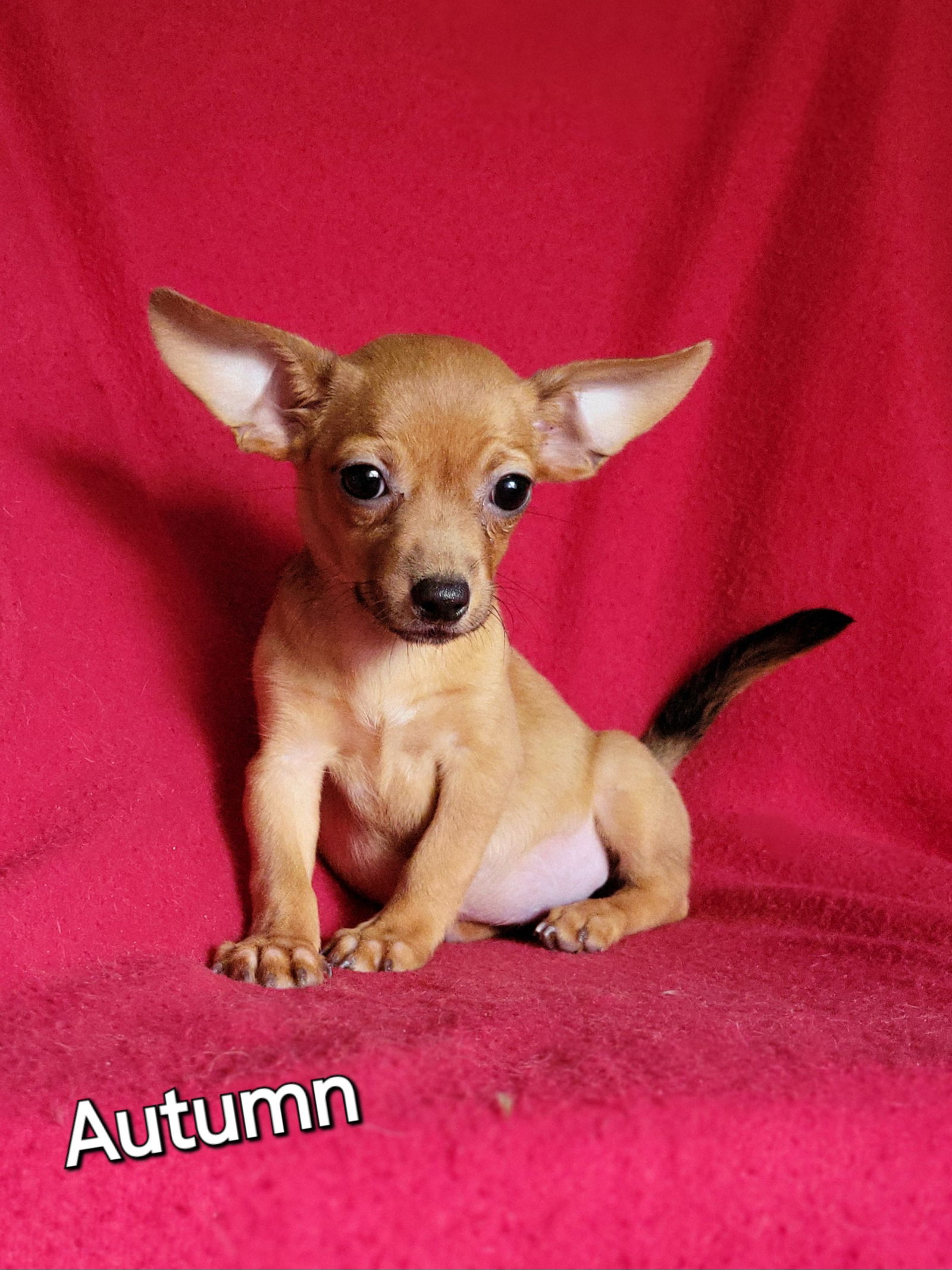 adoptable Dog in Newark, DE named Autumn(4lbs)