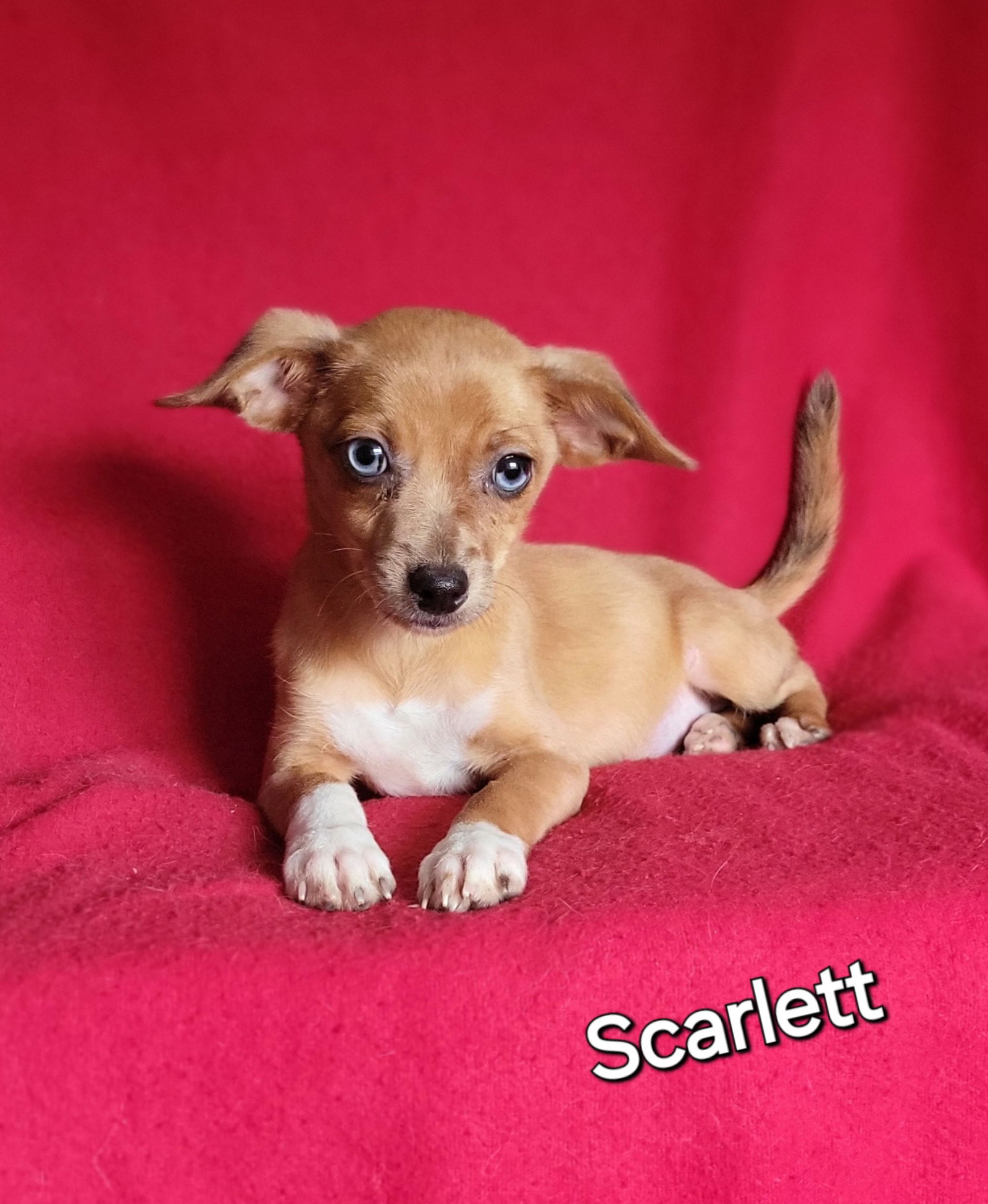 adoptable Dog in Newark, DE named Scarlett(5lbs)