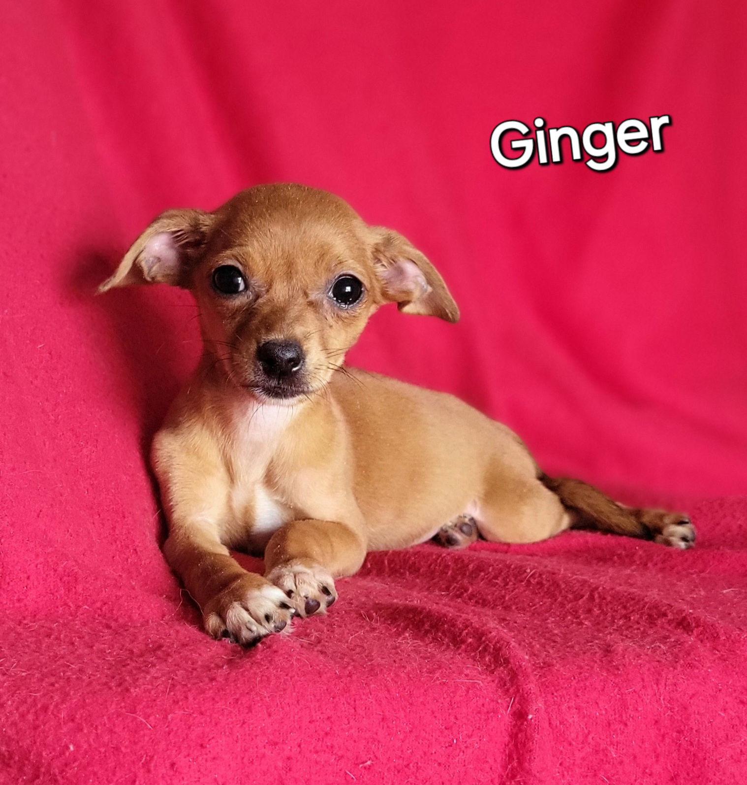 adoptable Dog in Newark, DE named Ginger(3lbs)