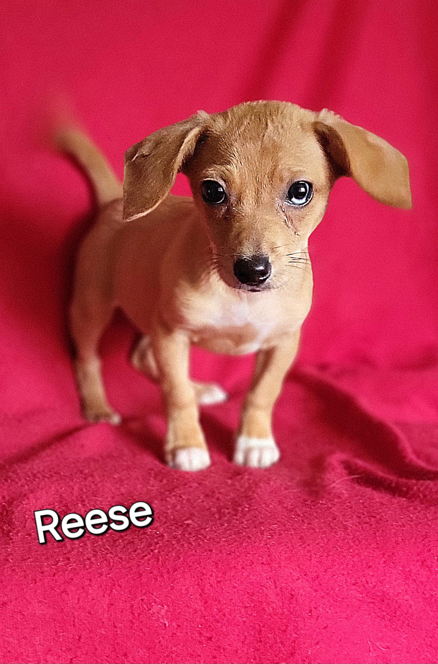 adoptable Dog in Newark, DE named Reese(5lbs)