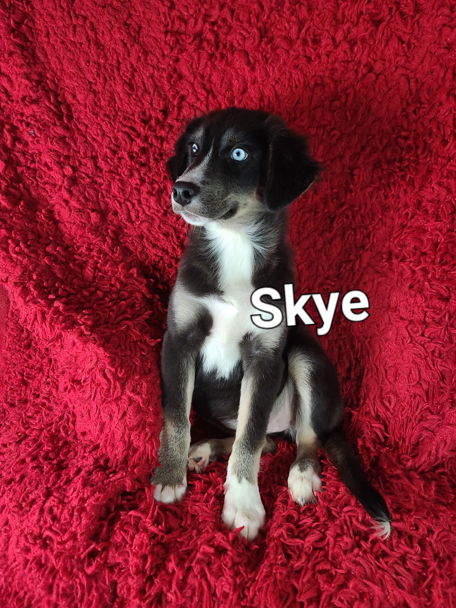 adoptable Dog in Newark, DE named Skye