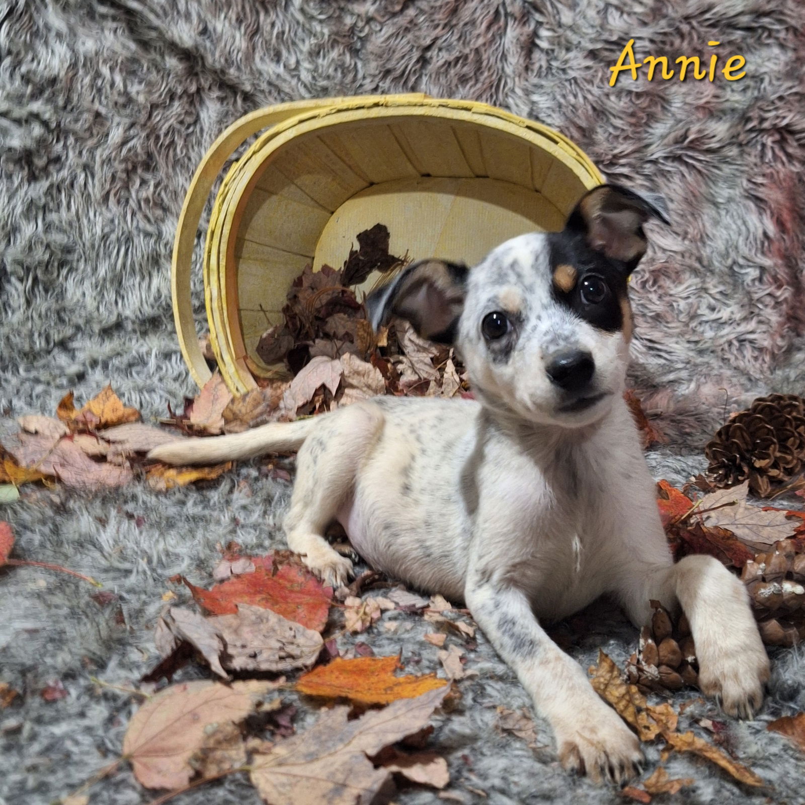 adoptable Dog in Elkton, MD named Annie