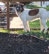 adoptable Dog in  named Amber (Rehoming Fee $100)