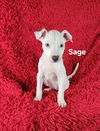 adoptable Dog in  named Sage