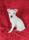 adoptable Dog in  named Sage