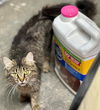 adoptable Dog in  named Momma Misty-Cat(rehoming fee $50)