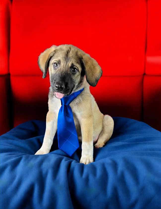 adoptable Dog in Newark, DE named Dylan