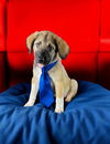 adoptable Dog in  named Dylan