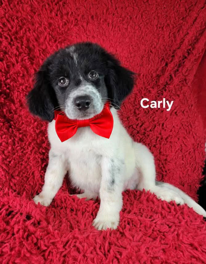 adoptable Dog in Newark, DE named Carly
