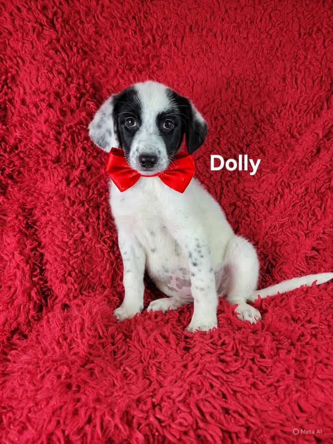 adoptable Dog in Newark, DE named Dolly