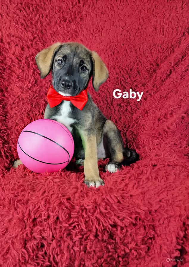adoptable Dog in Newark, DE named Gaby