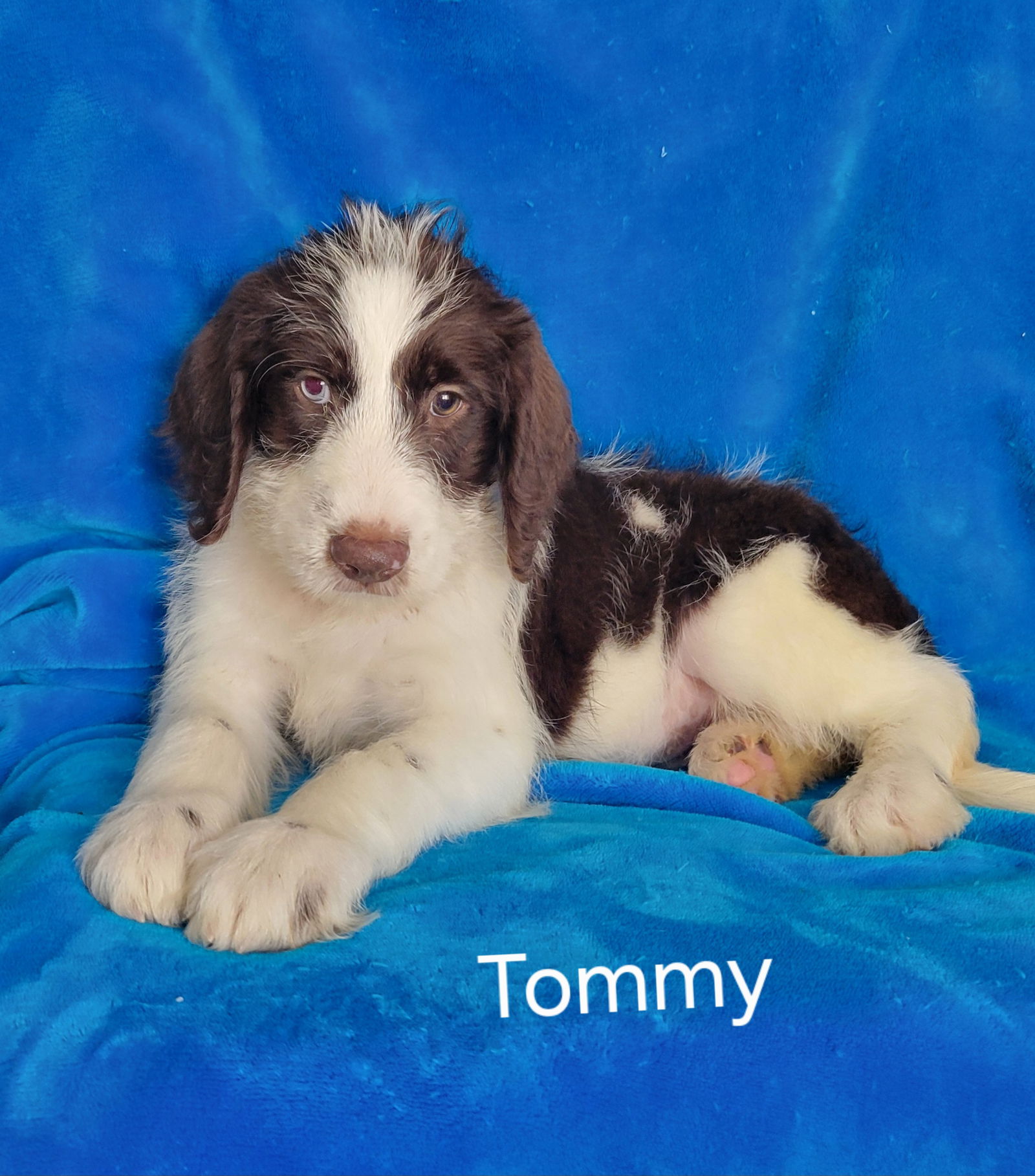 adoptable Dog in Newark, DE named Tommy