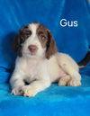 adoptable Dog in  named Gus