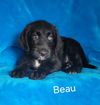 adoptable Dog in  named Beau
