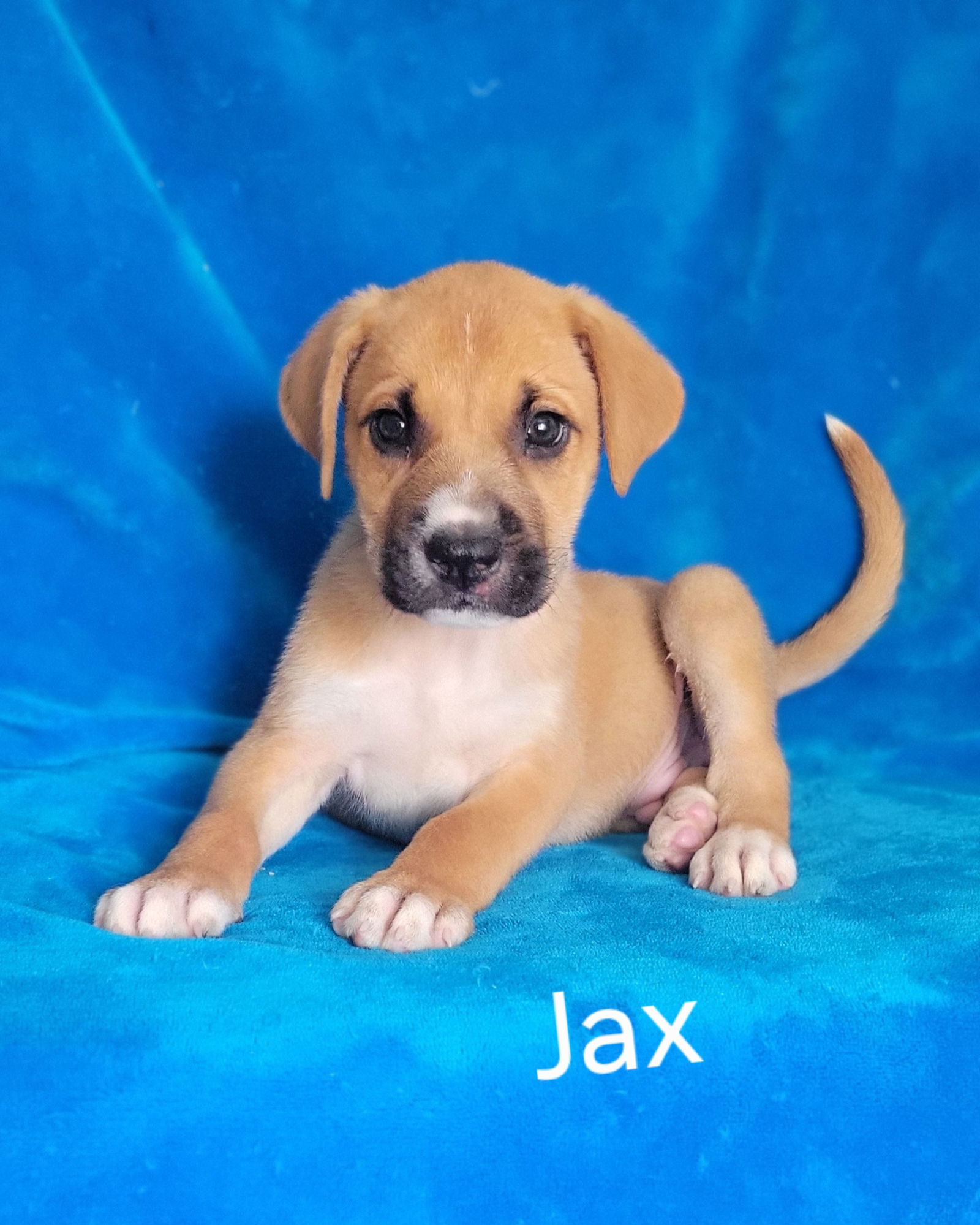 adoptable Dog in Newark, DE named Jax