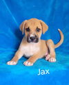 adoptable Dog in  named Jax