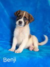 adoptable Dog in  named Benji
