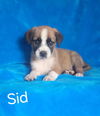 adoptable Dog in  named Sid