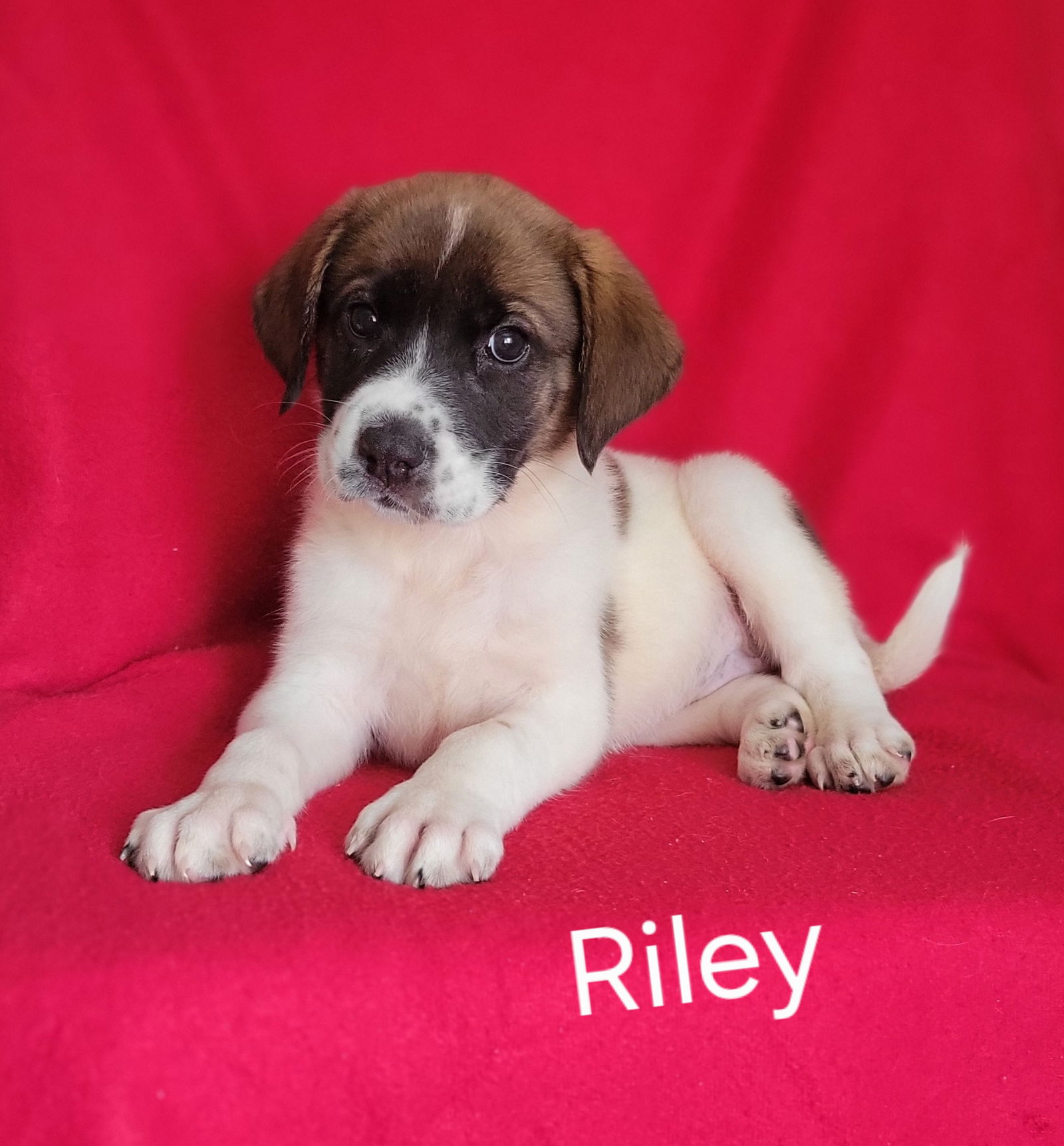 adoptable Dog in Newark, DE named Riley