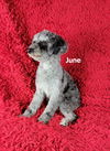 adoptable Dog in  named June