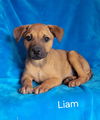 adoptable Dog in  named Liam