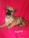 adoptable Dog in  named Sophia