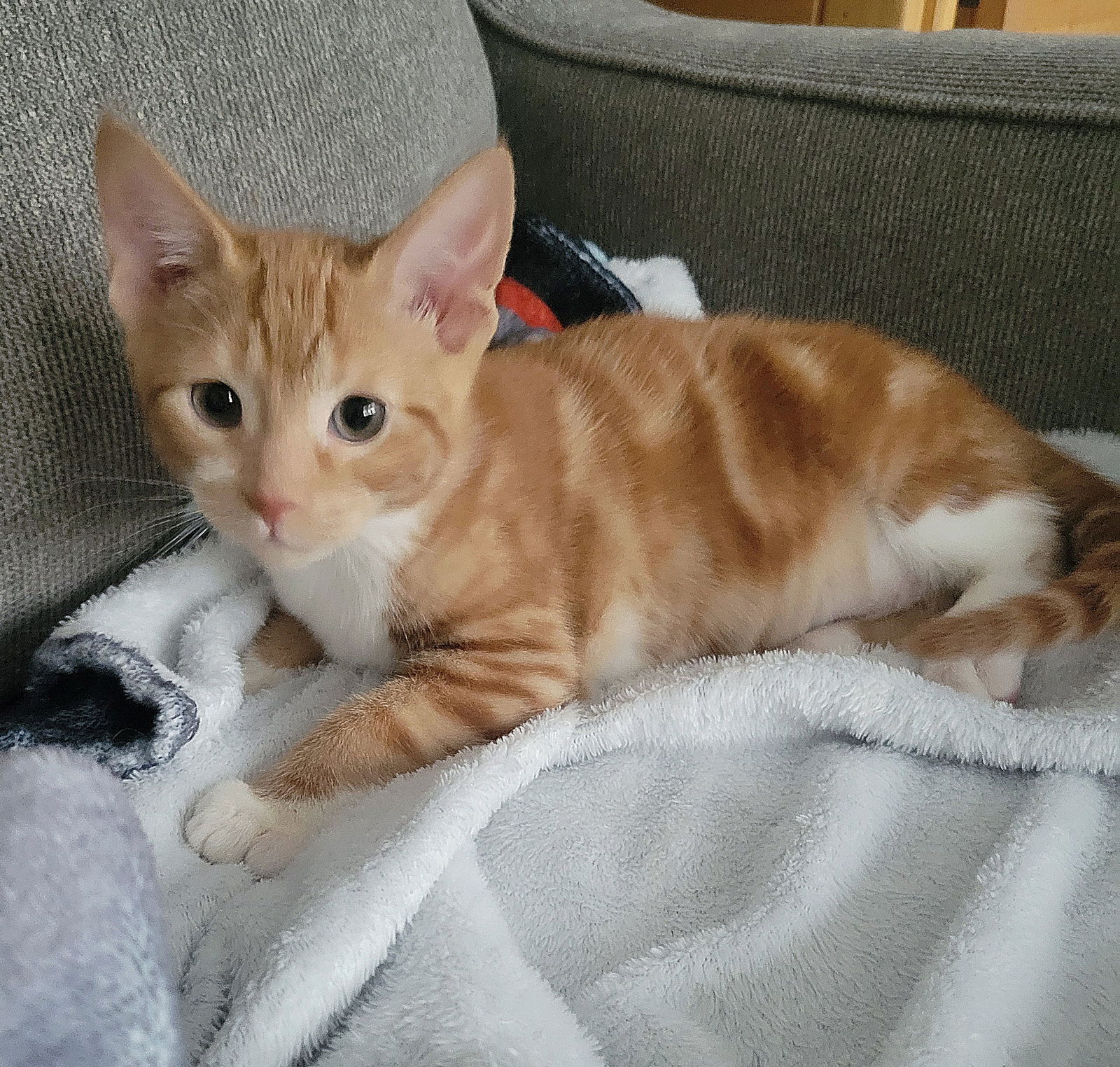 adoptable Dog in Newark, DE named Buffalo-kitten