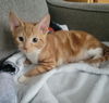 adoptable Dog in  named Buffalo-kitten