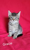 adoptable Dog in  named Gracie-kitten