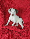 adoptable Dog in  named Mikayla