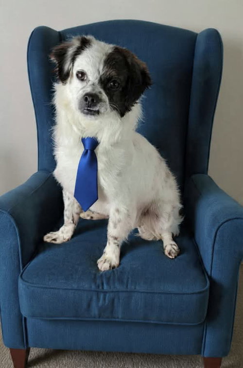 picture of the dog needing adoption