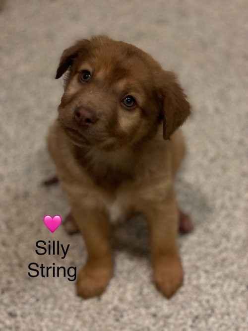 picture of the dog needing adoption