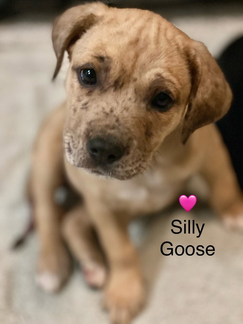 picture of the dog needing adoption