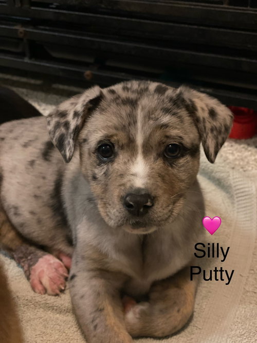 picture of the dog needing adoption