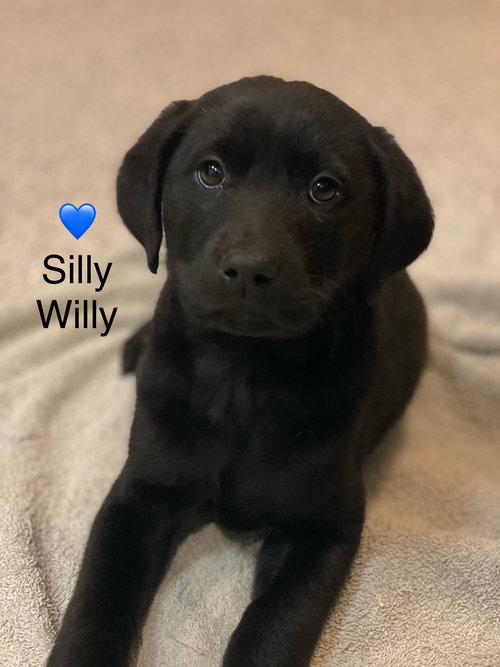 picture of the dog needing adoption