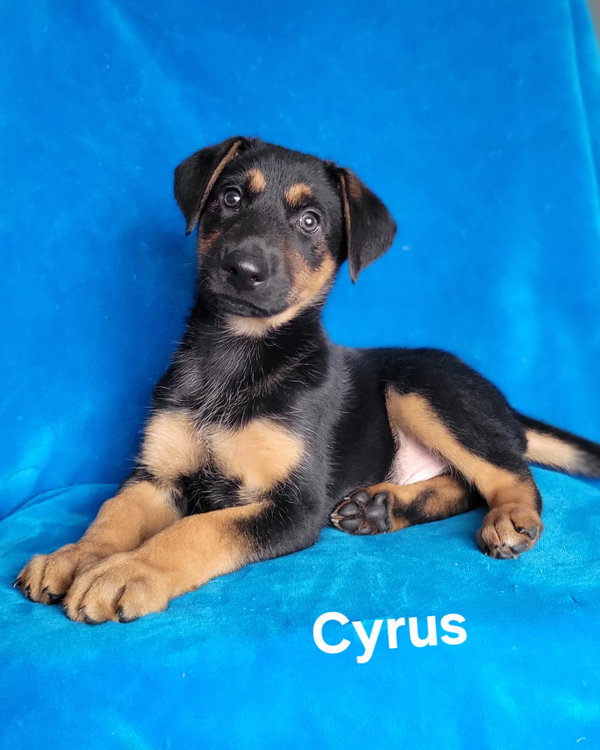 Cyrus