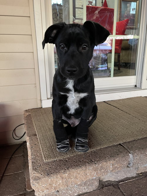 picture of the dog needing adoption